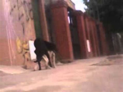 Watch Mujeres follando con perros on Bestialitysextaboo - Animal Bestiality. 
